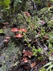 Cluster of plump organic mushrooms growing on natural logs