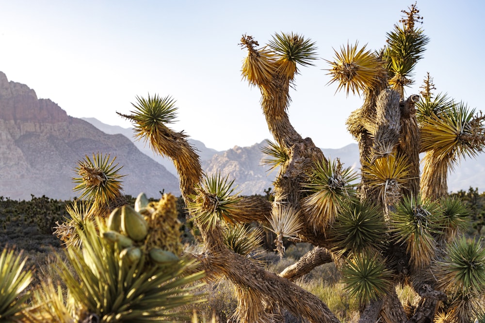 a group of palm trees