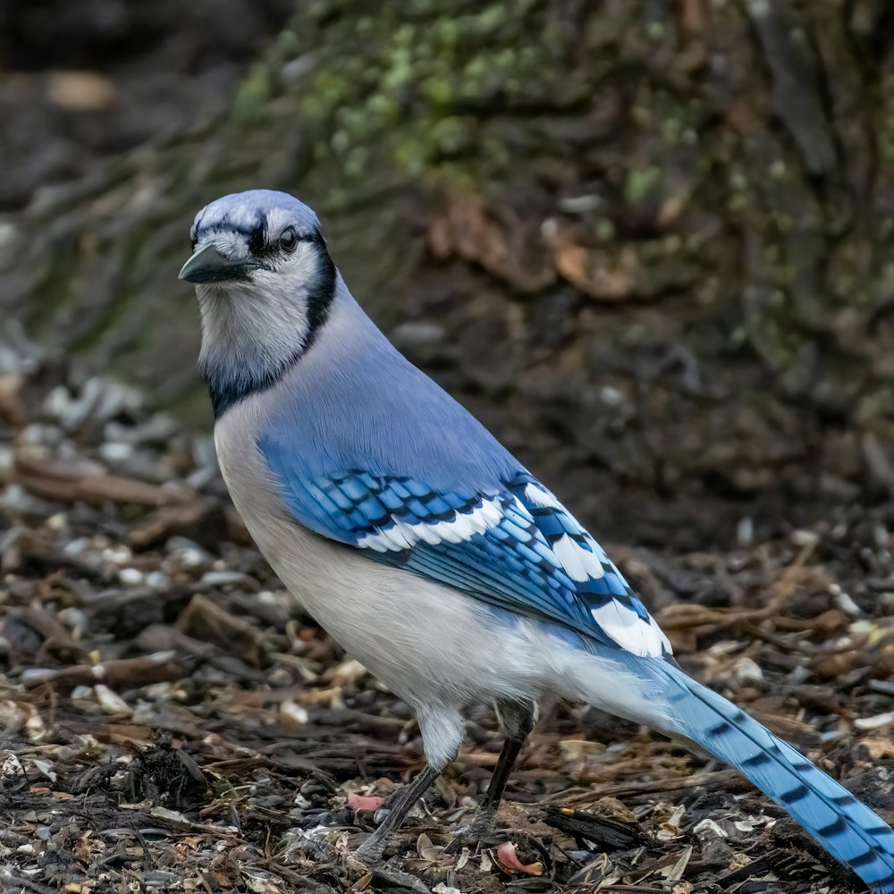 a blue and white bird