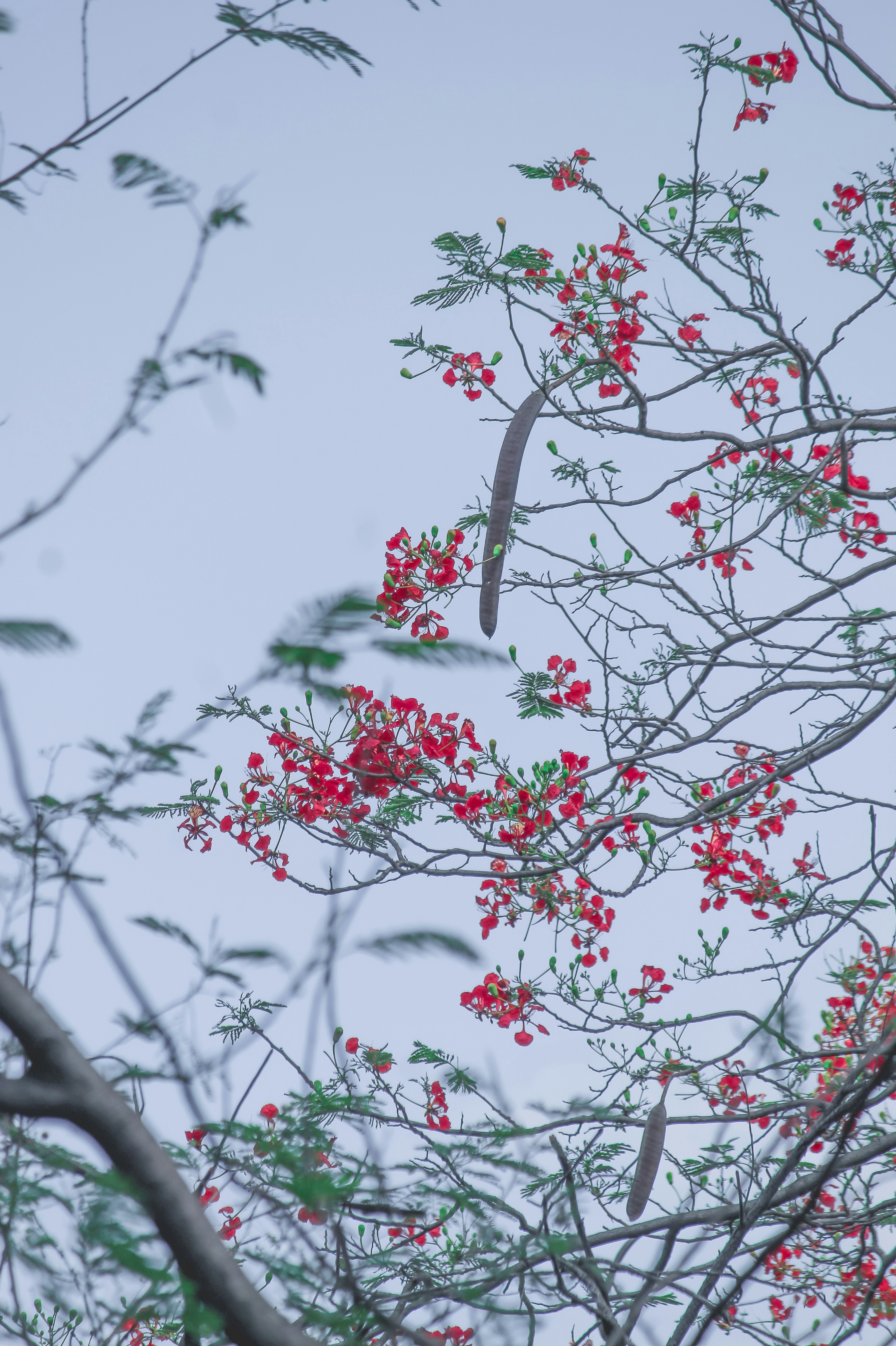 a tree with red flowers