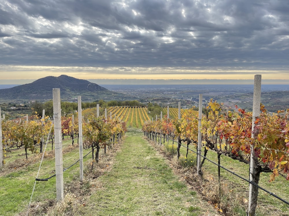 rows of grape vines in a vineyard