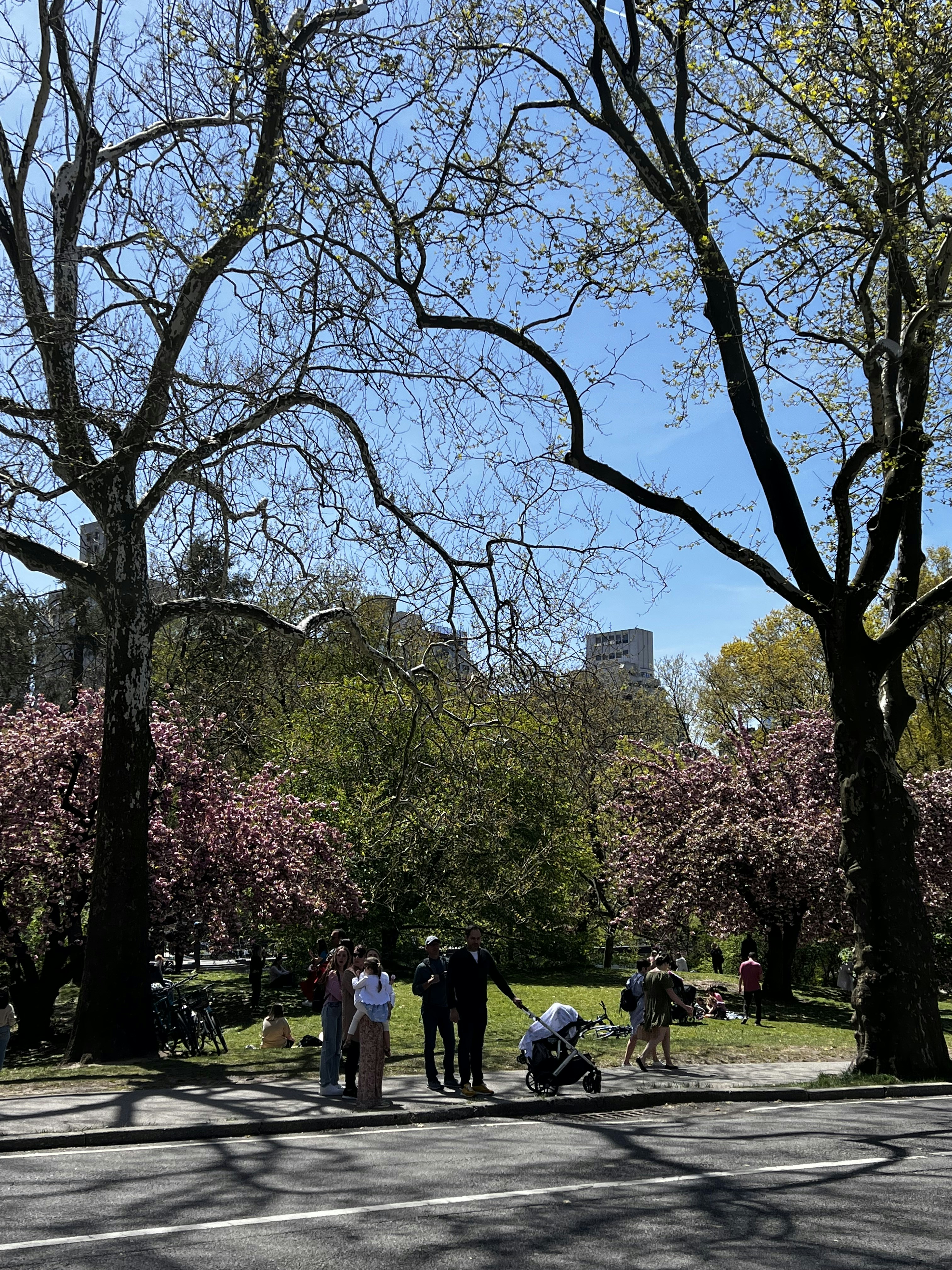 Un grupo de personas caminando en un parque con árboles