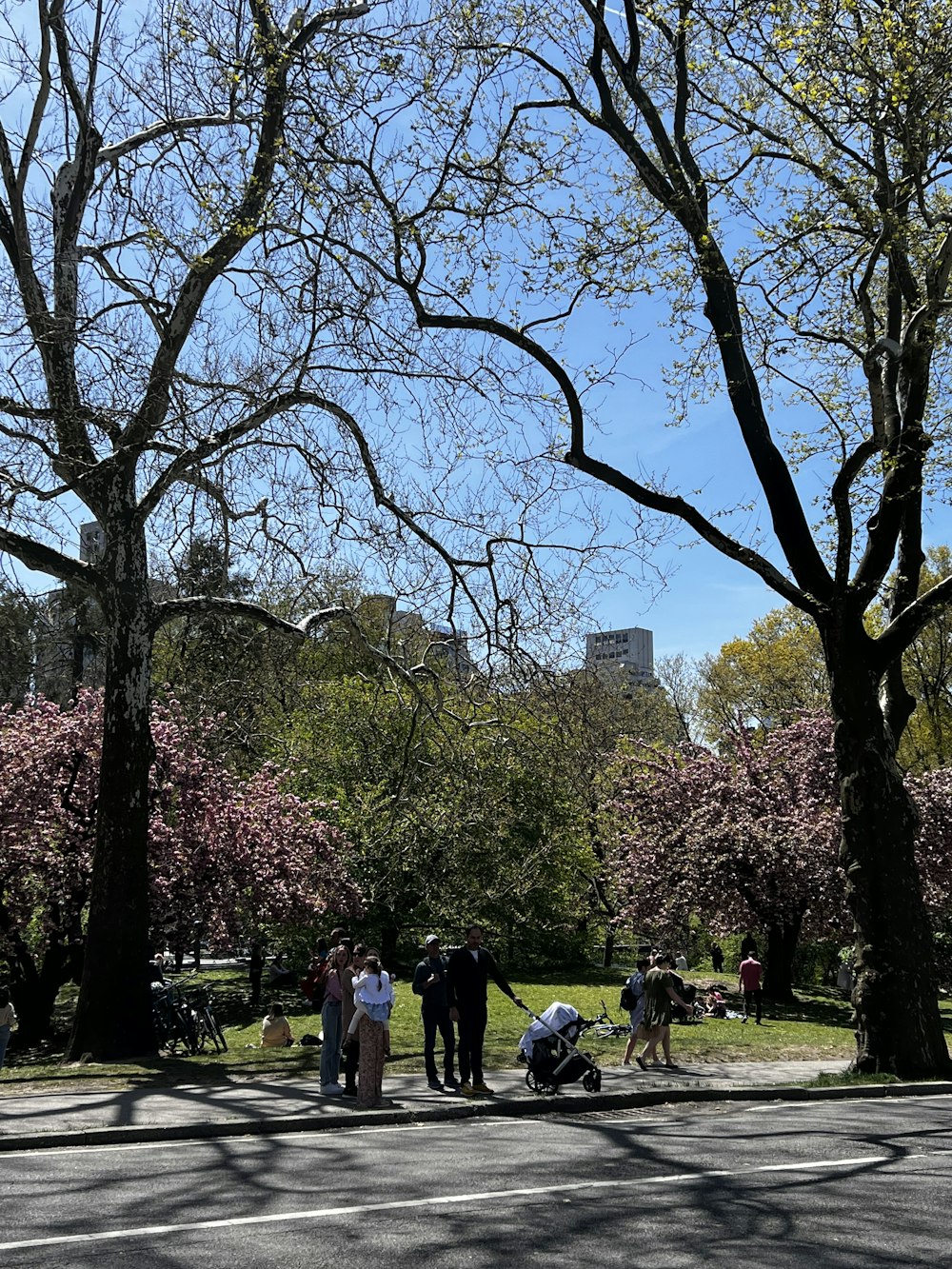 a group of people walking in a park with trees