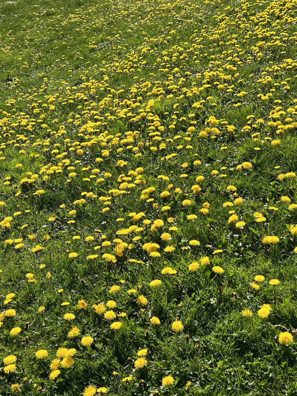 a field of yellow flowers