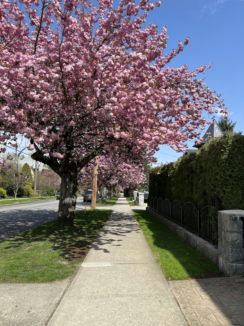 a sidewalk with trees on the side