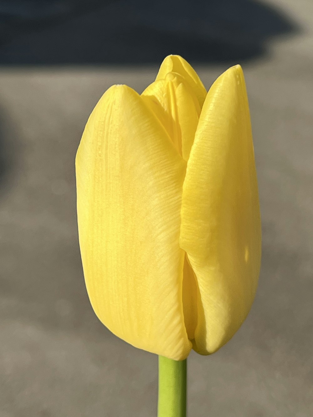 a yellow tulip with a green stem