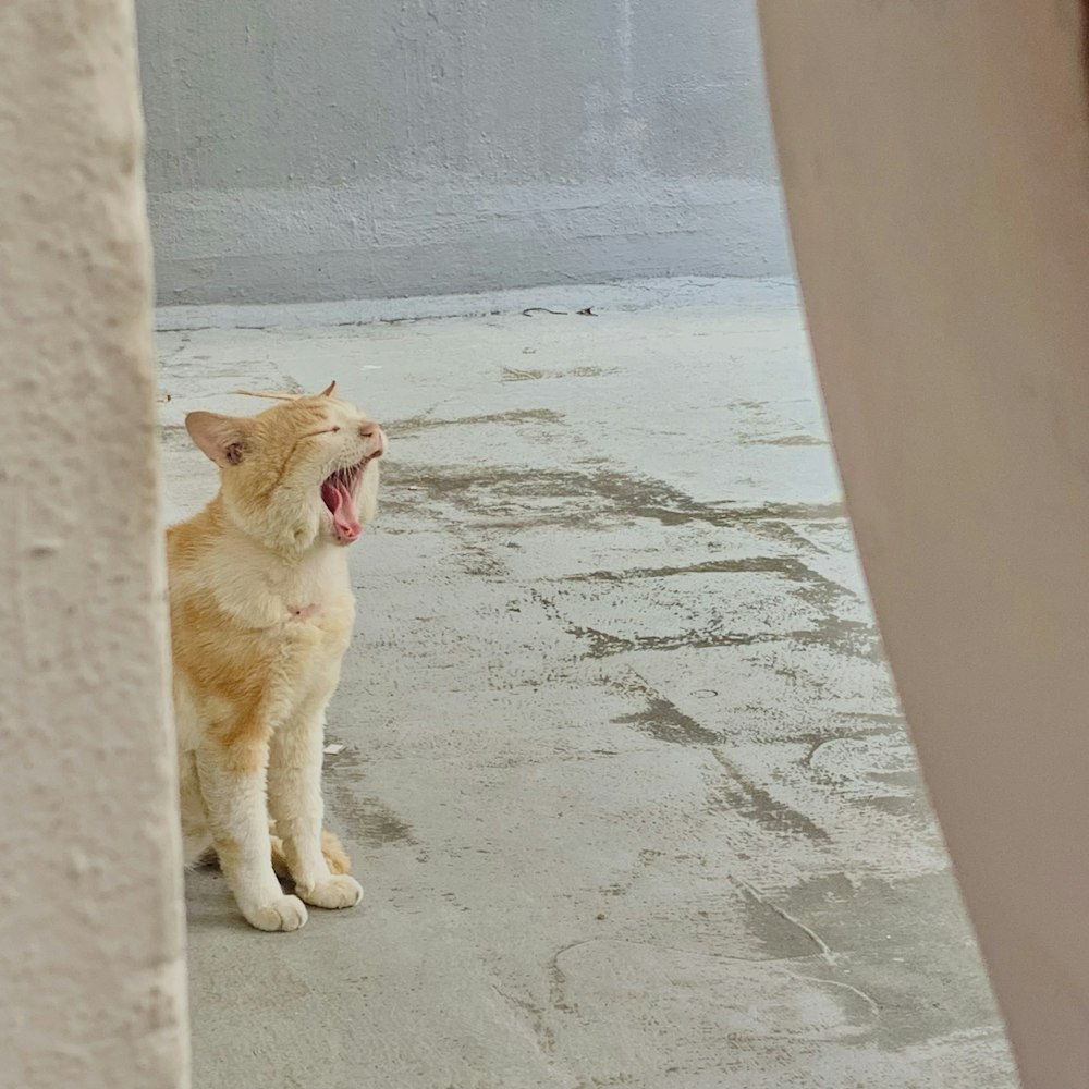 a cat yawning on a stone floor