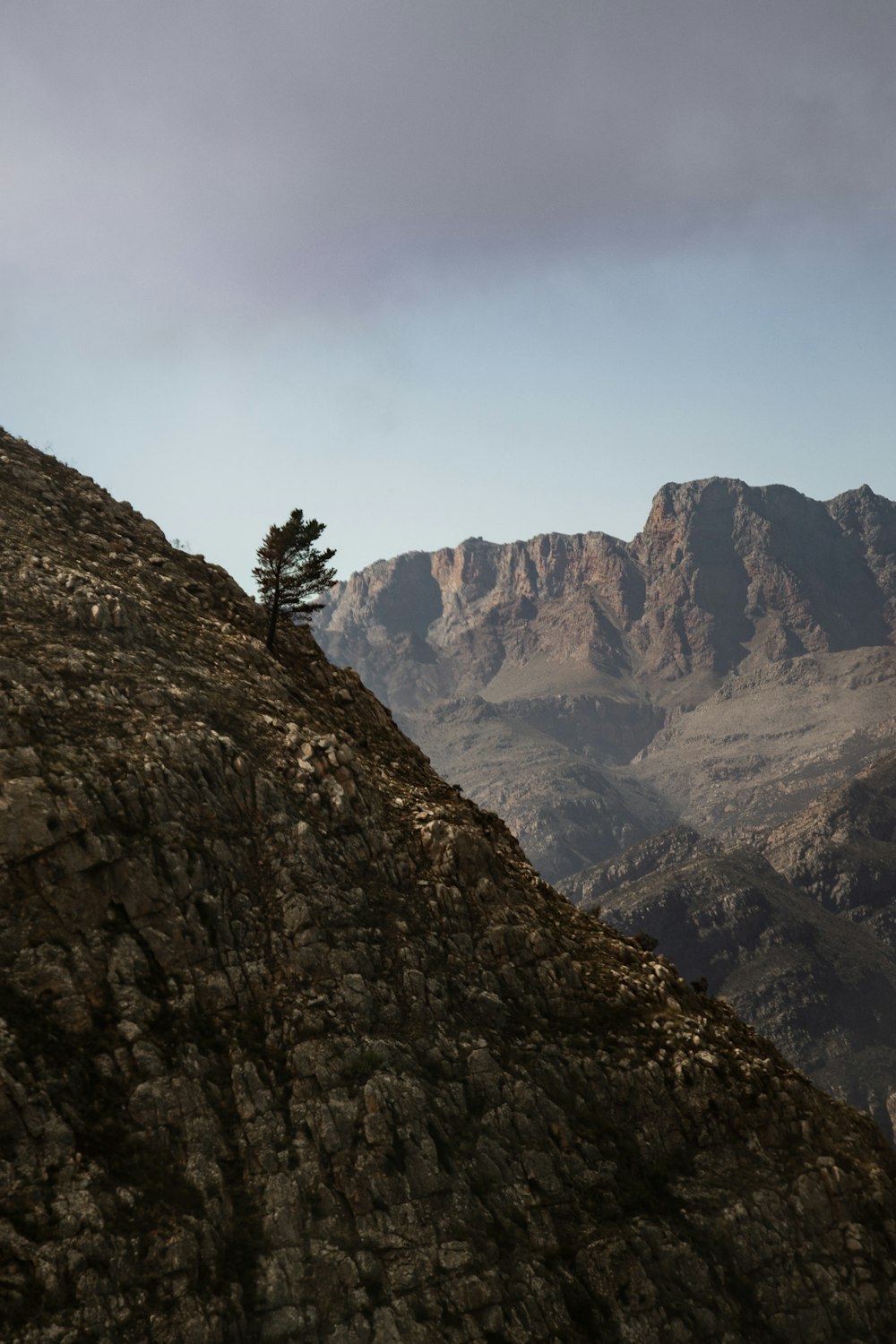 a tree on a rocky mountain