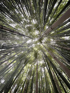 a group of trees