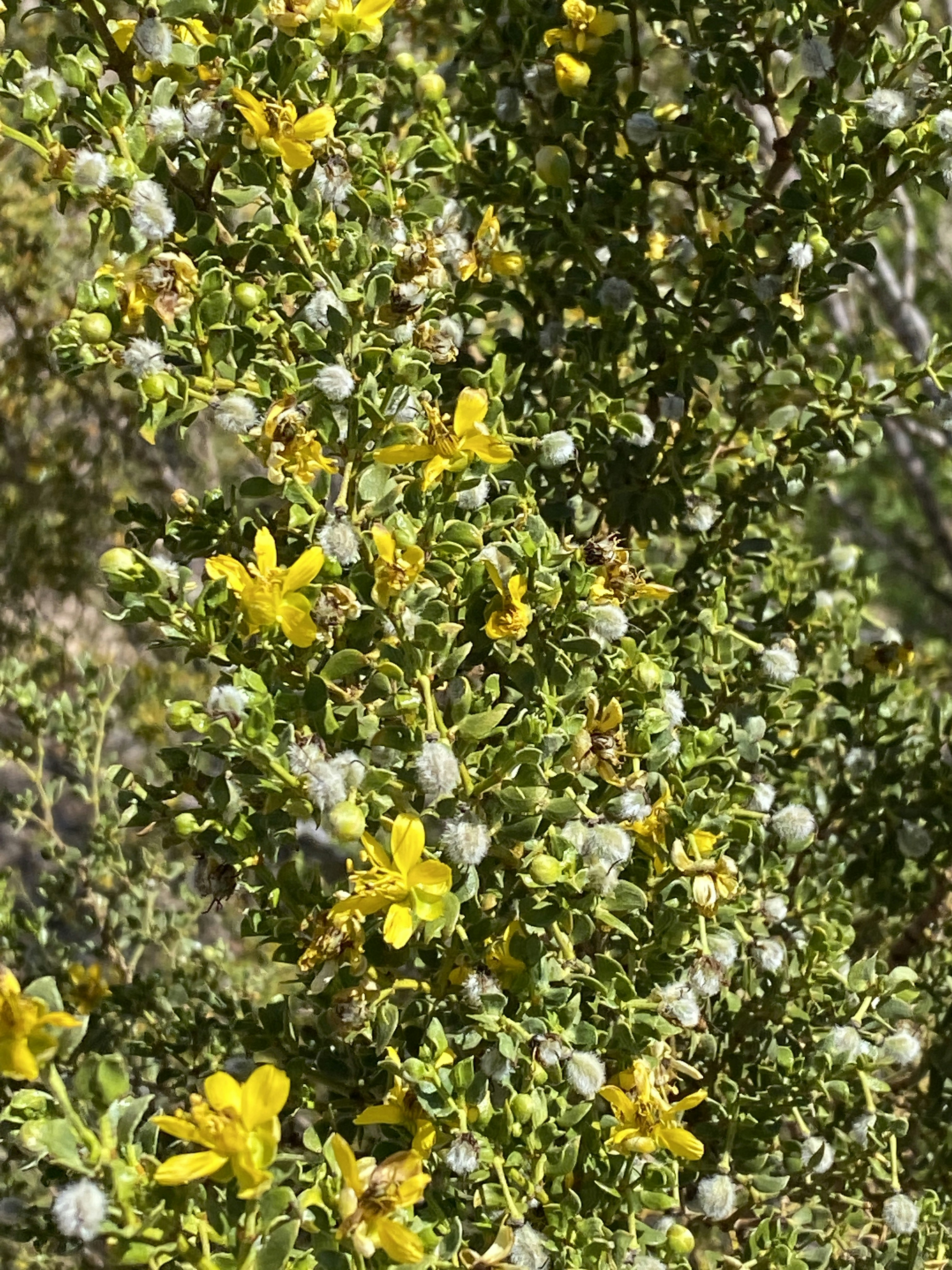 a bush with yellow flowers