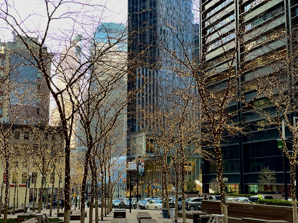 a group of trees next to a building