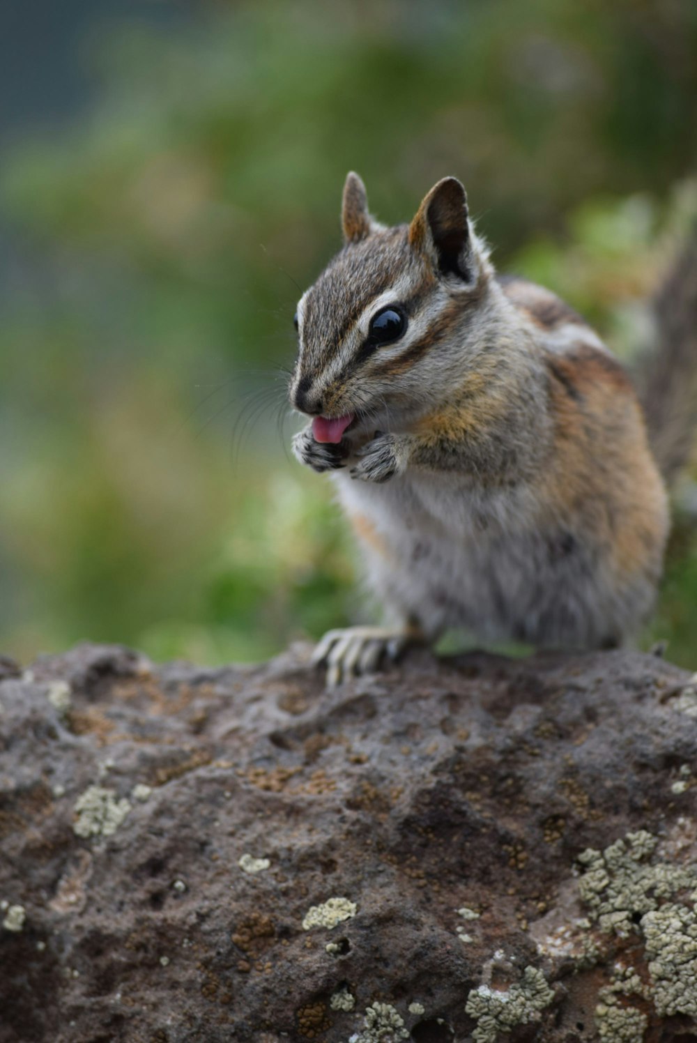 a squirrel with its tongue out