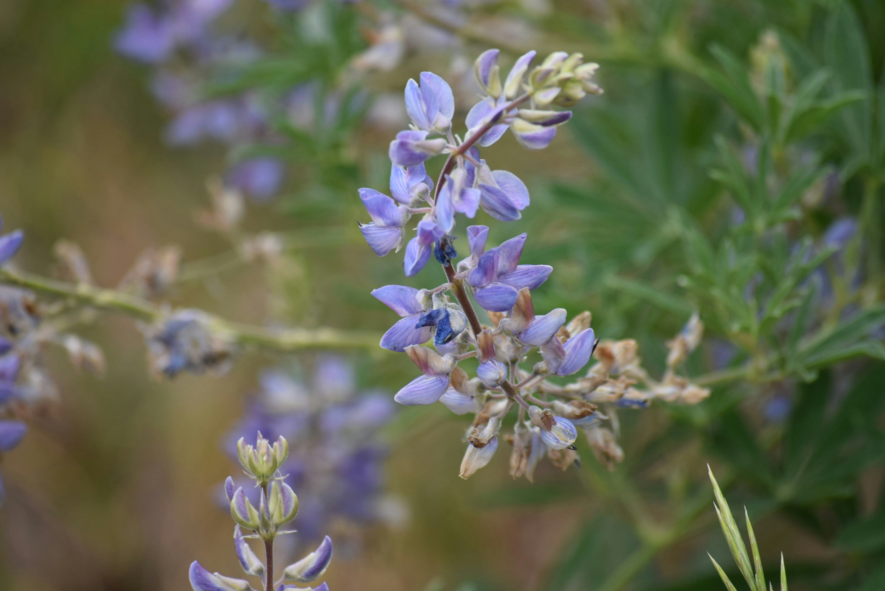 Photo by gevonqualen