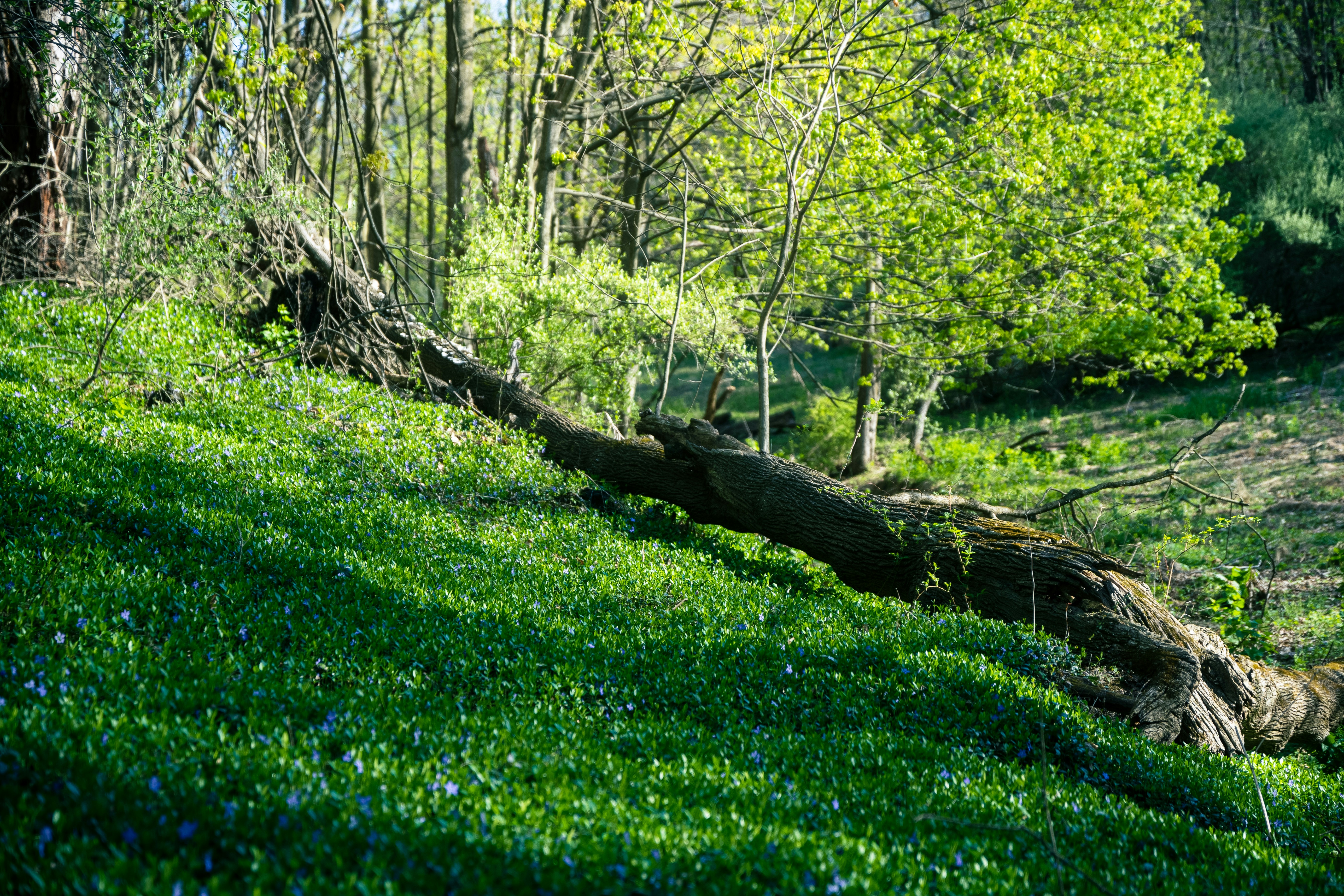 a fallen tree in a forest