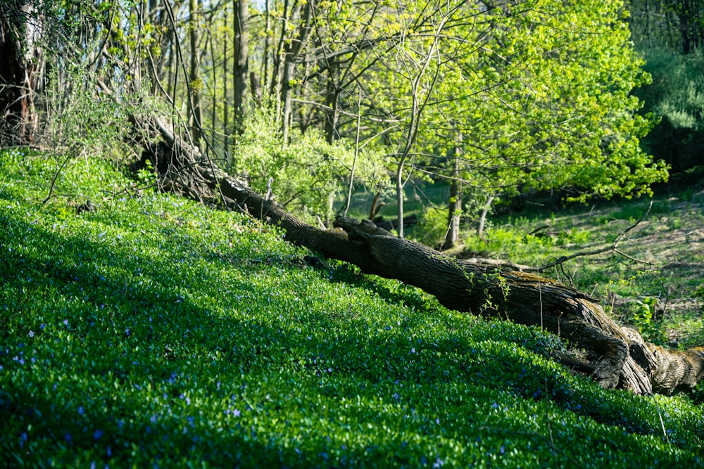 a fallen tree in a forest