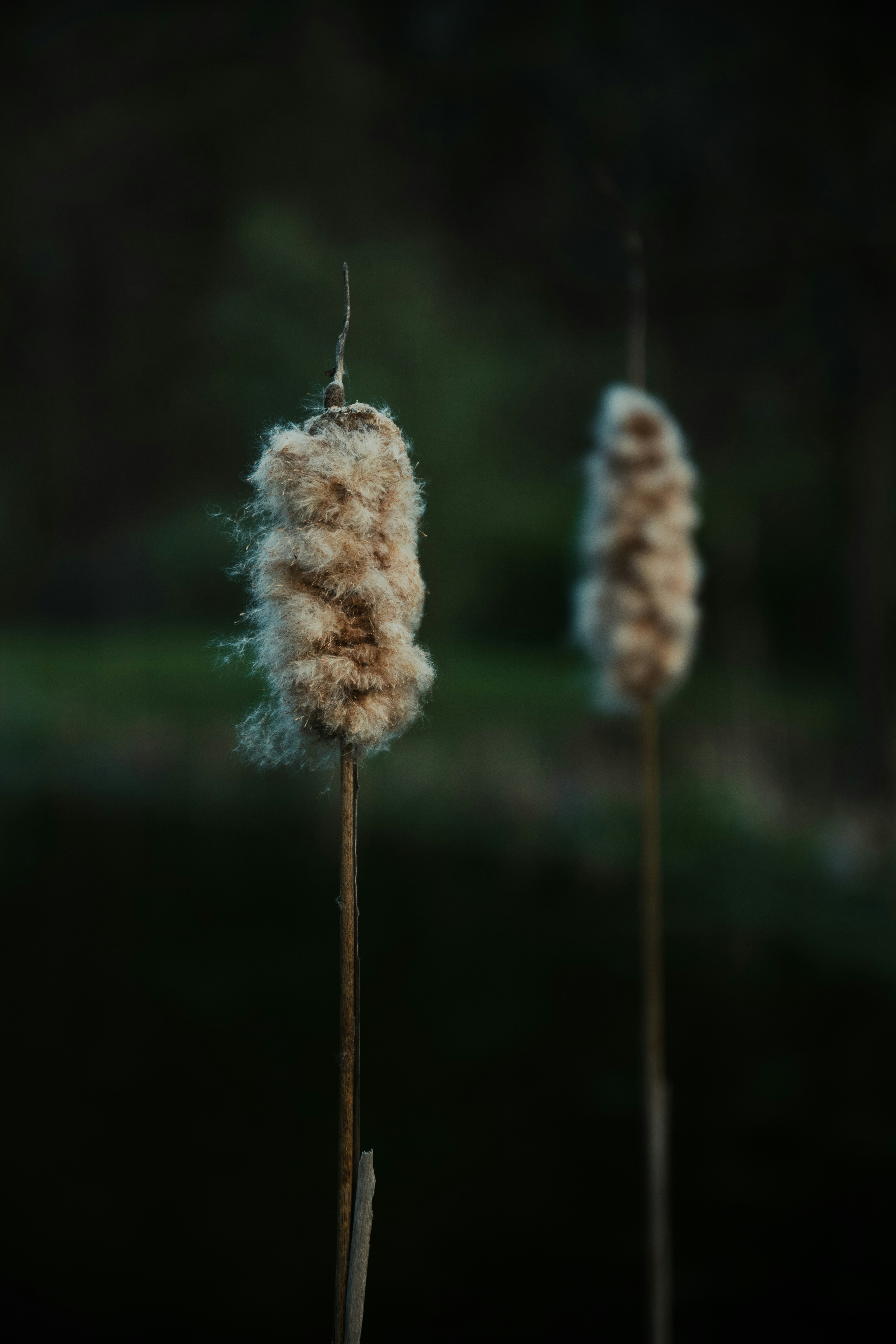 a few dandelions with seeds