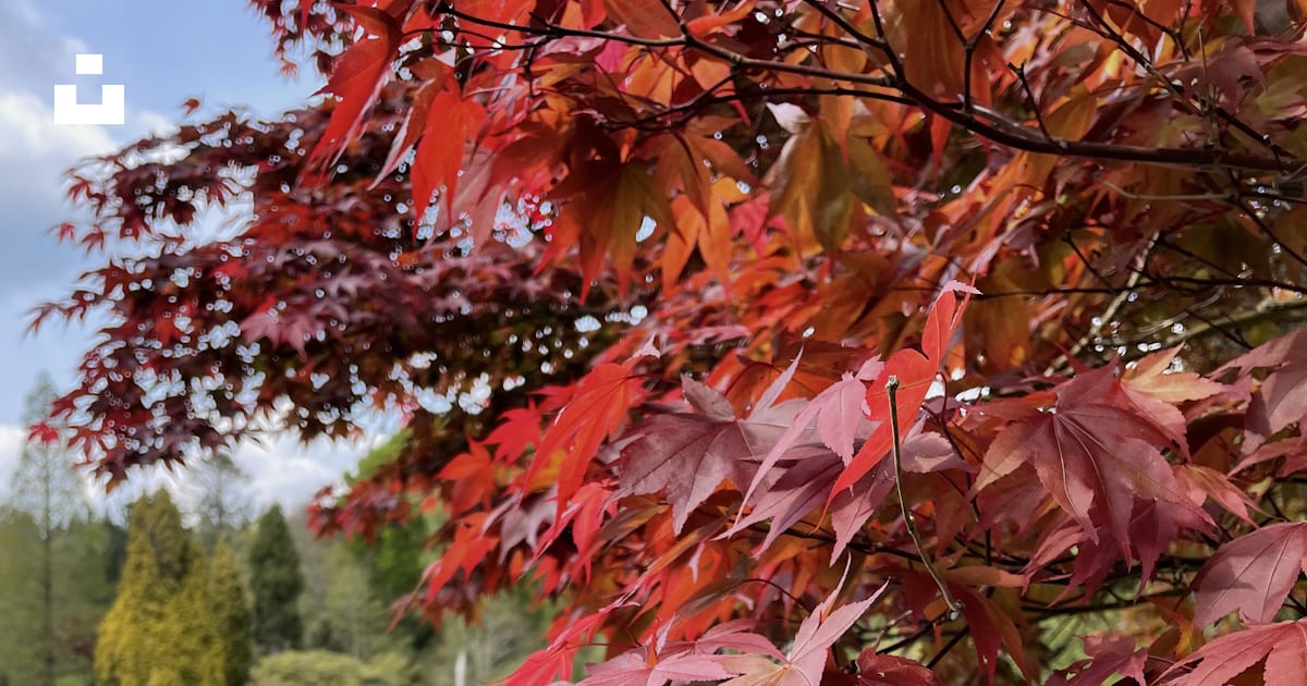 Un arbre avec des feuilles rouges à côté d’un plan d’eau photo – Photo ...