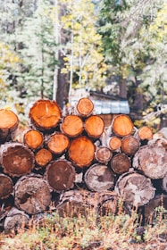 Stacks of neatly arranged sawn timber beams in a sunlit yard.