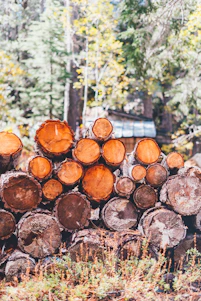 A warm, sunlit stack of natural timber planks outside a rustic Ayrshire workshop with garden tools displayed nearby.