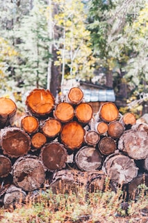 A stack of neatly arranged logs, with their cut surfaces facing outward, is set against a backdrop of a forest. The sunlight filters through the trees, highlighting the warm tones of the wood. A small, rustic structure is visible in the background.