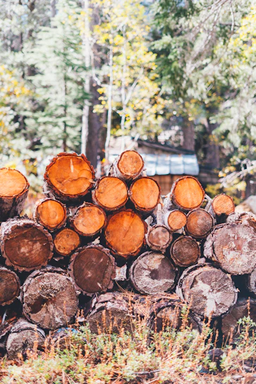 A warm, sunlit stack of natural timber planks outside a rustic Ayrshire workshop with garden tools displayed nearby.