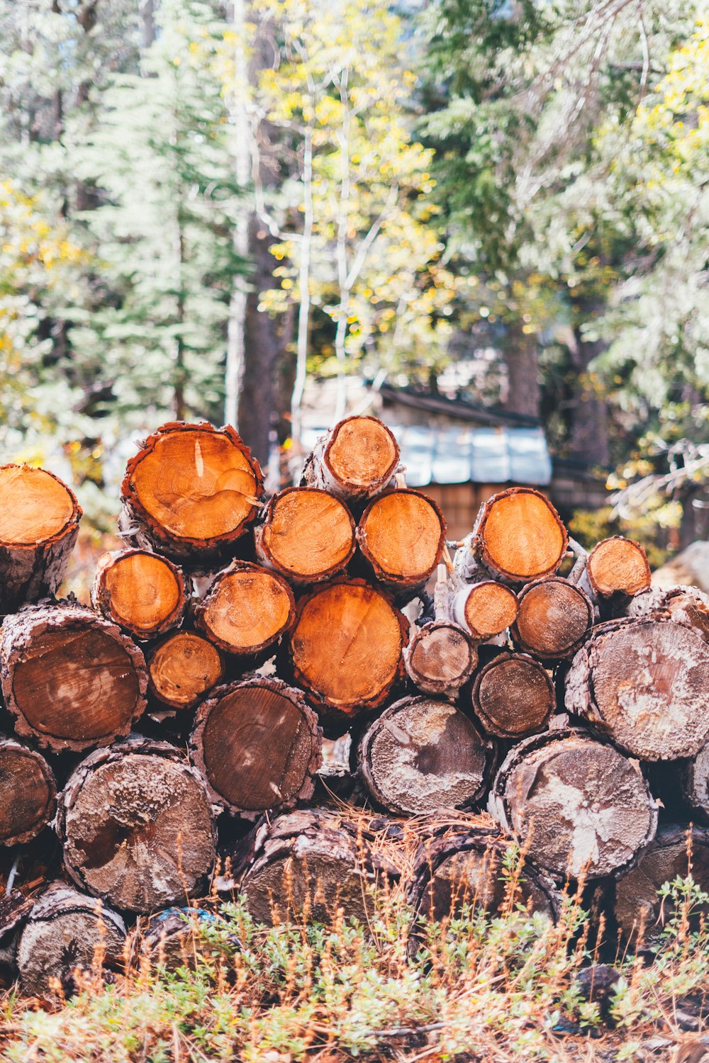 a pile of cut logs