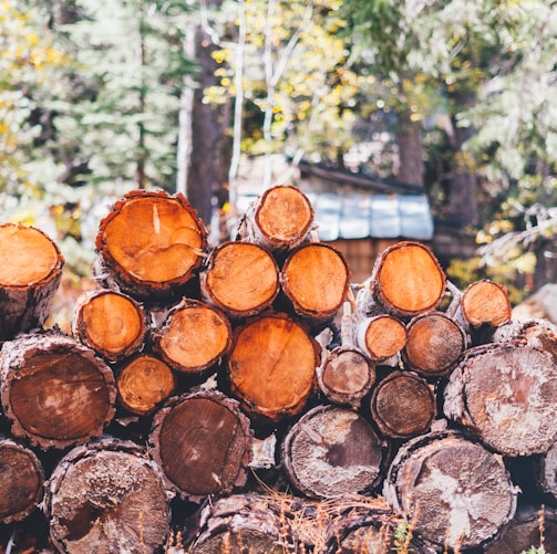 a pile of cut logs