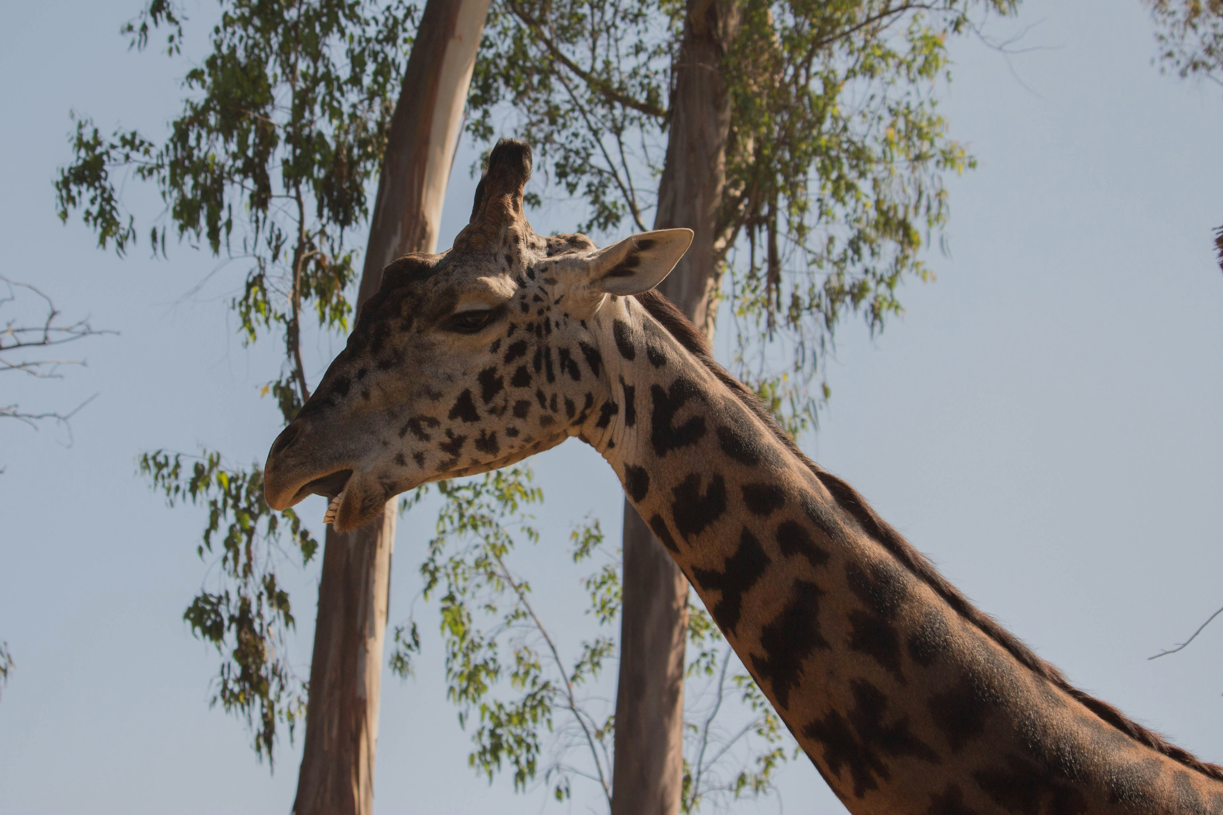 a-giraffe-eating-leaves-photo-free-giraffe-image-on-unsplash