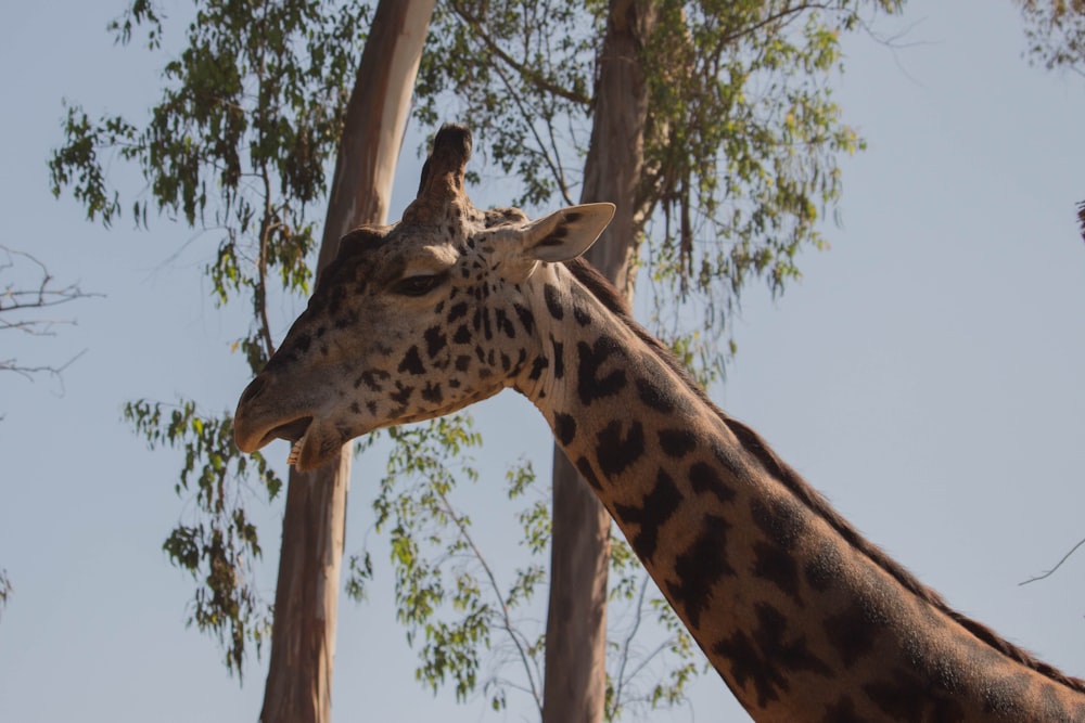 a giraffe eating leaves