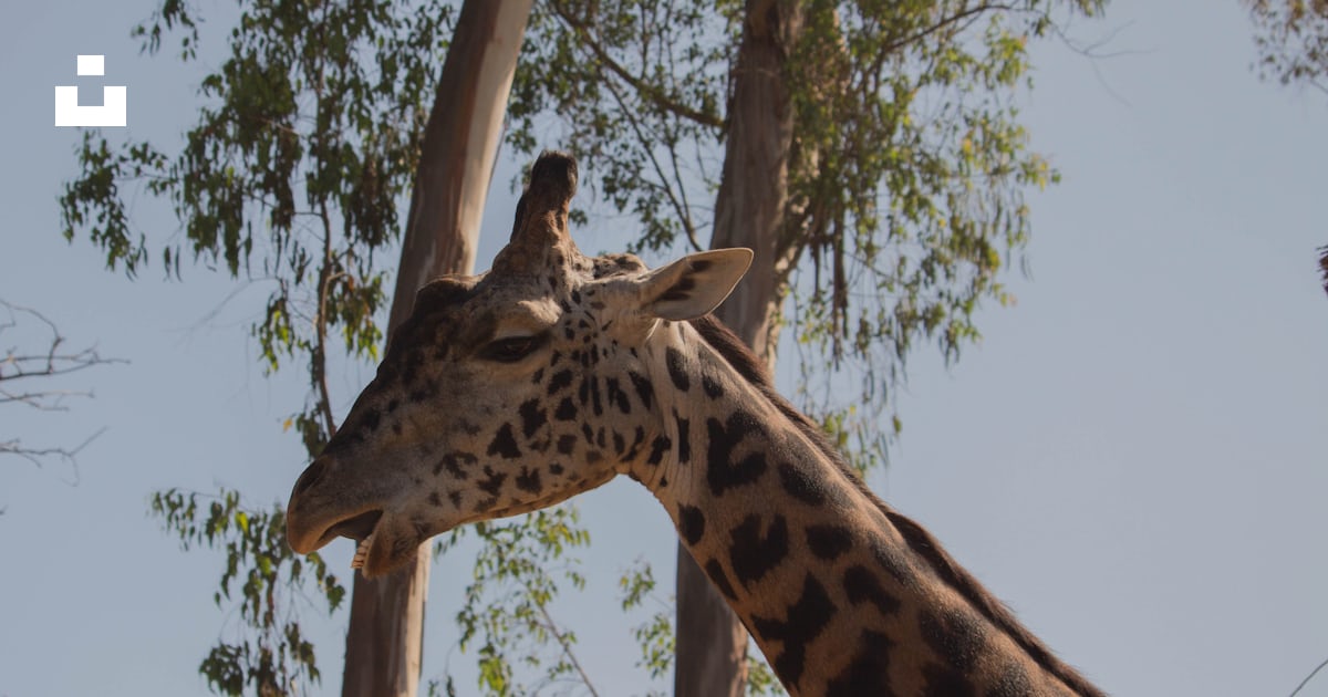 A Giraffe Eating Leaves Photo Free Giraffe Image On Unsplash a-giraffe-eating-leaves-photo-free-giraffe-image-on-unsplash