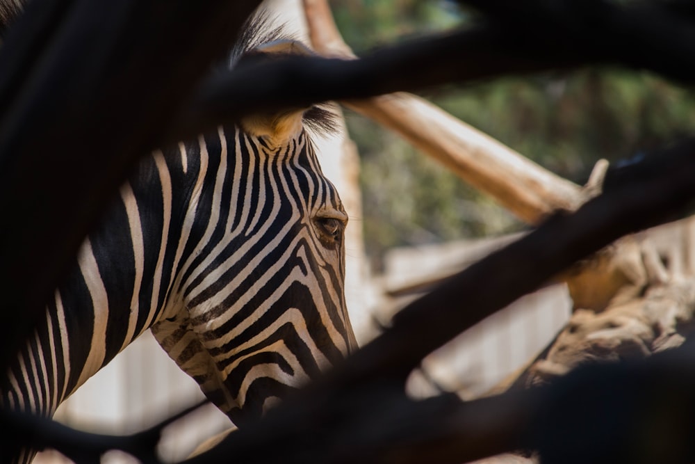 a zebra behind a tree