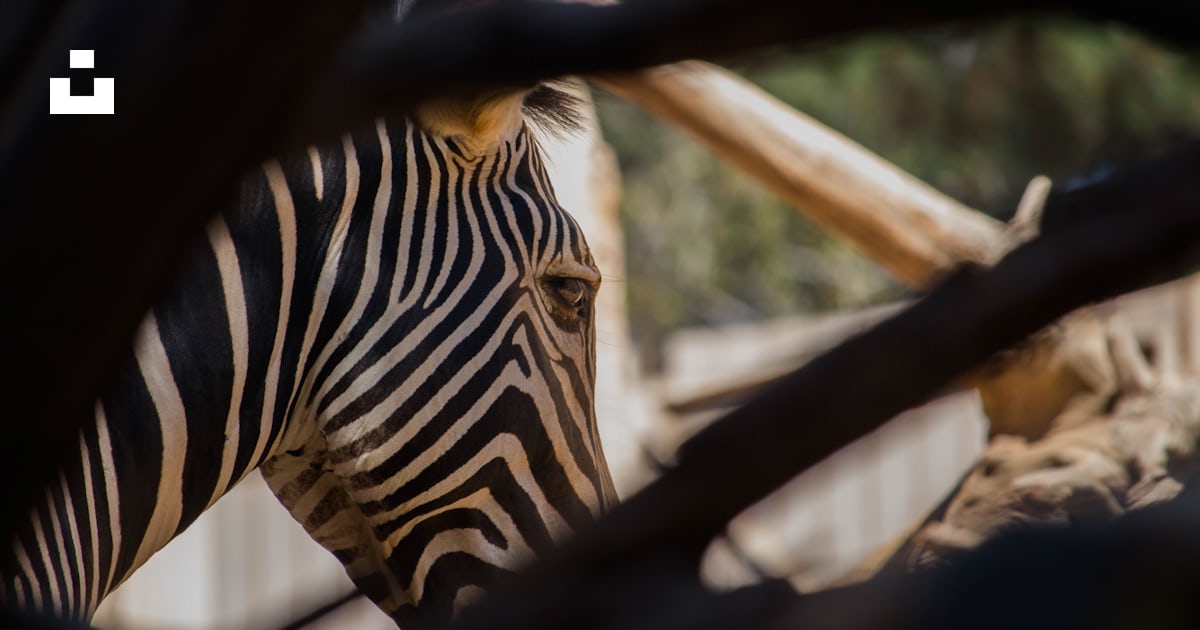 A Zebra Behind A Tree Photo Free Zebra Image On Unsplash a-zebra-behind-a-tree-photo-free-zebra-image-on-unsplash