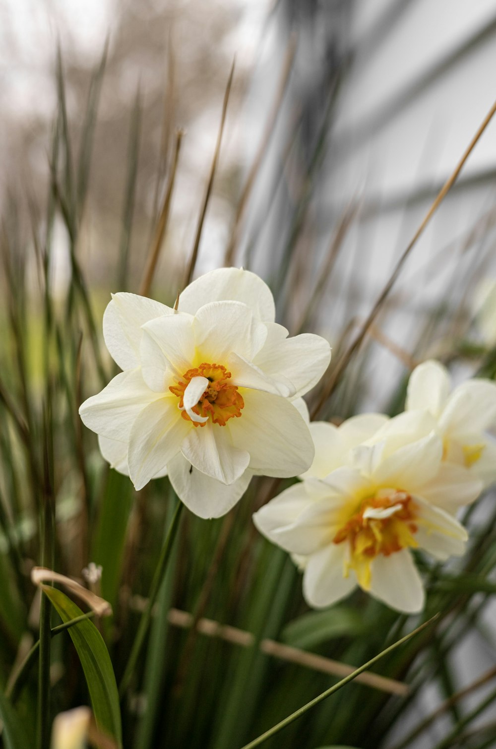 a group of white flowers