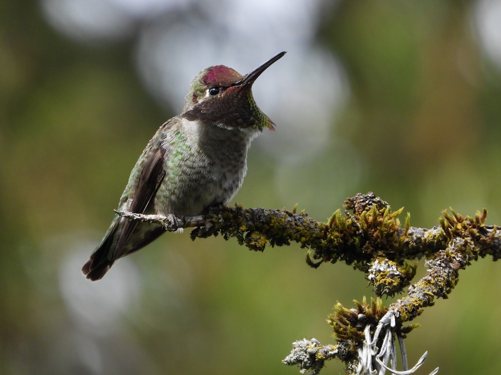 a bird on a branch