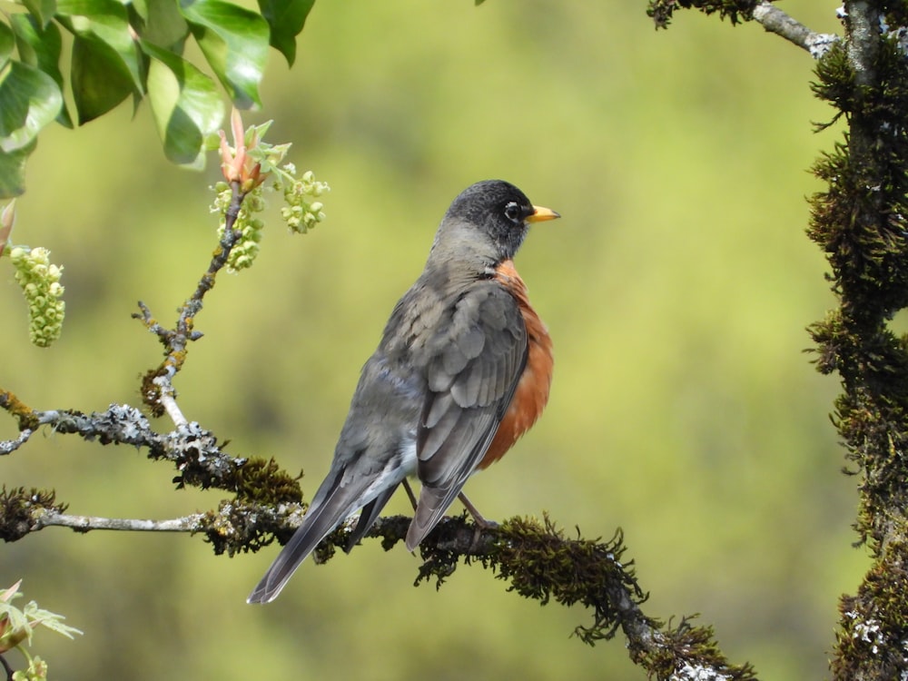 a bird perched on a branch