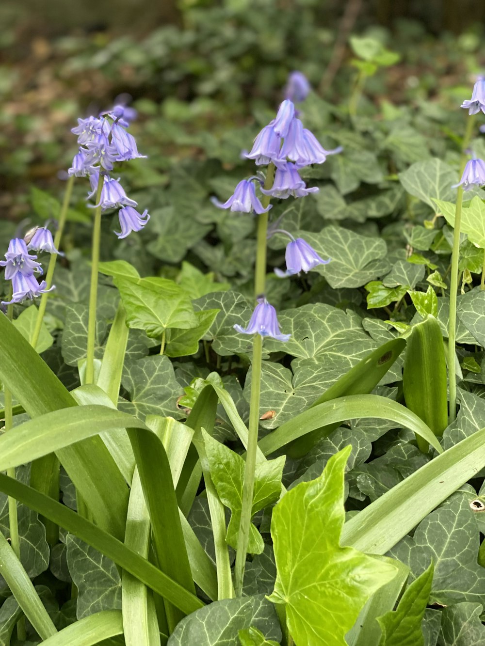 purple flowers on a plant