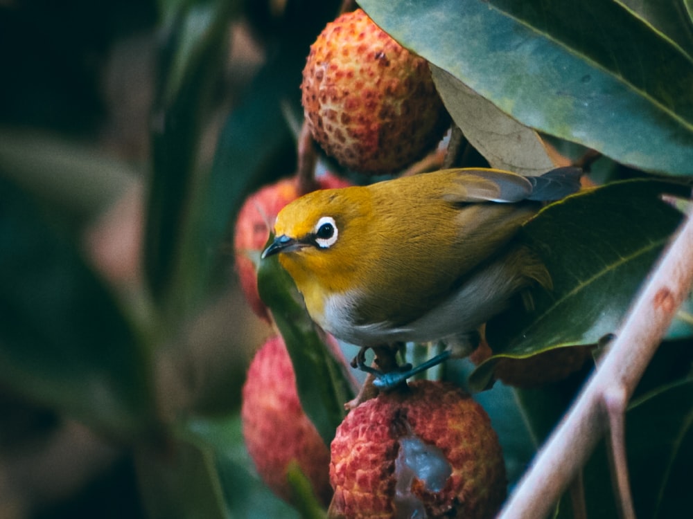 a couple of birds on a branch