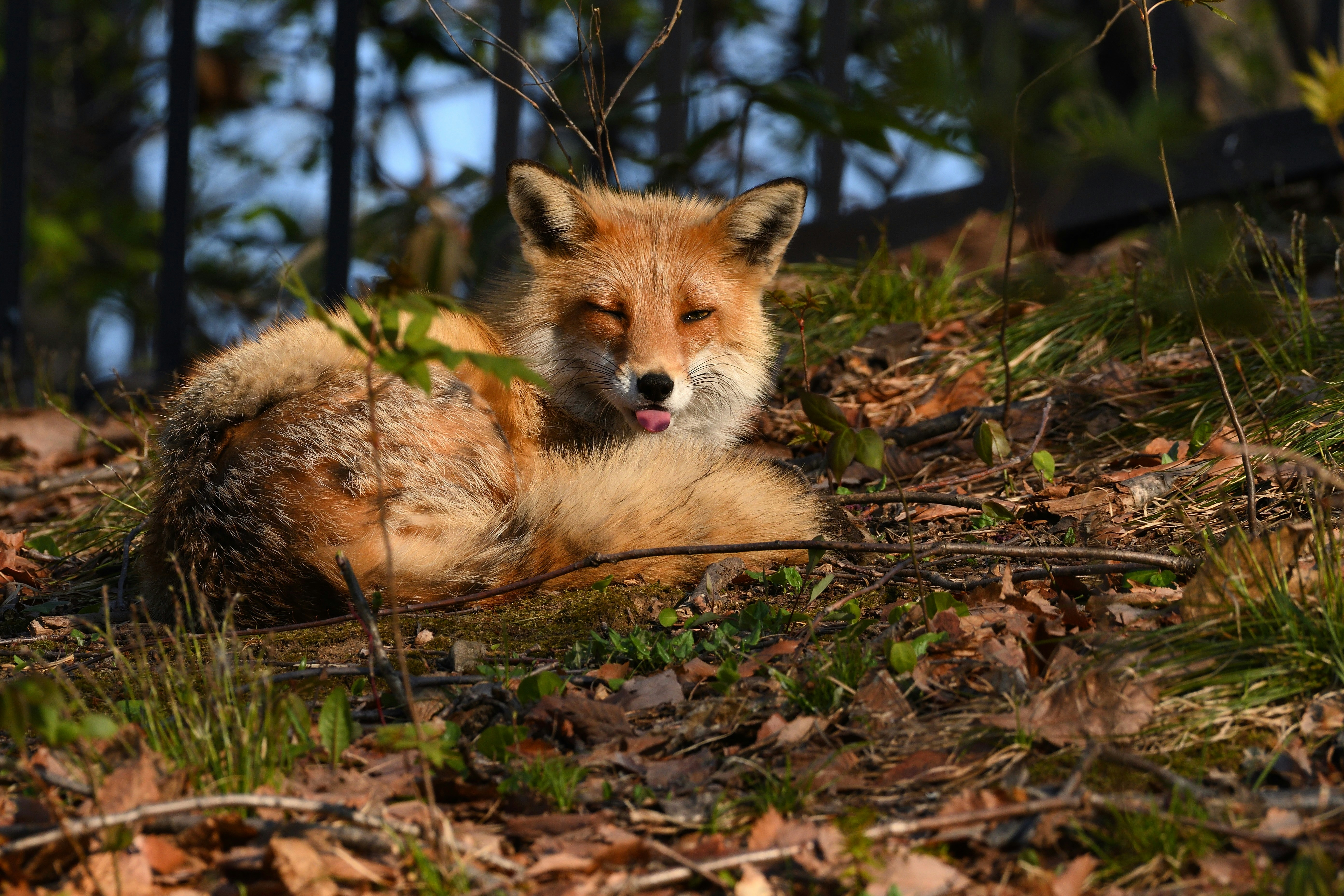 fox-in-the-woods-photography