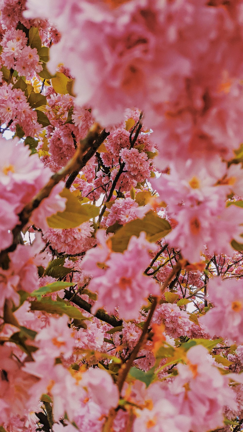 a close up of pink flowers