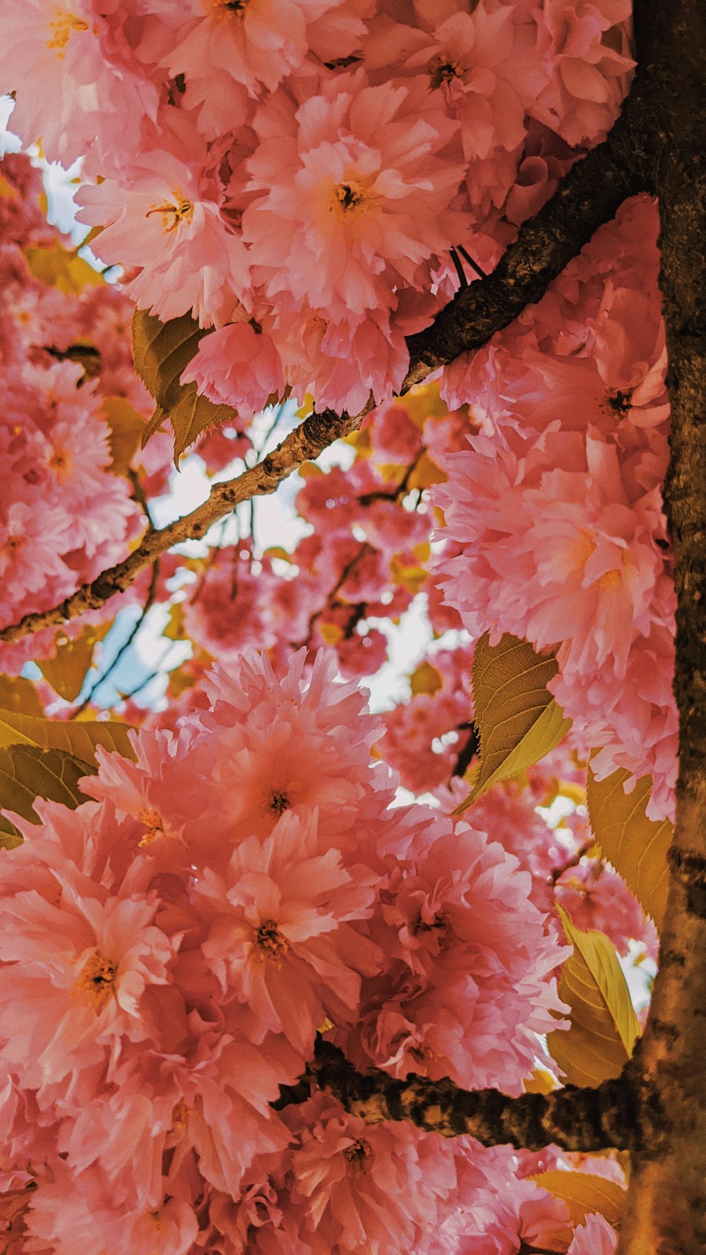 a group of pink flowers