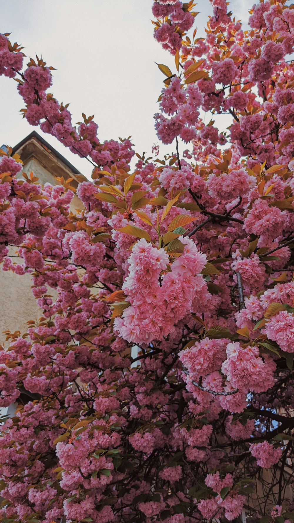 uma árvore com flores cor-de-rosa