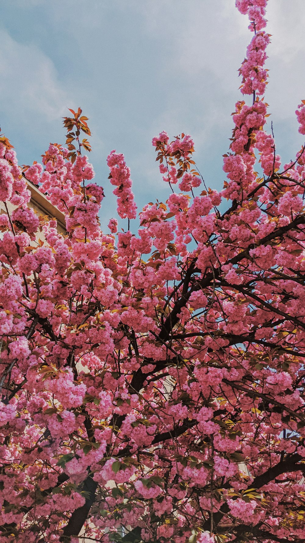 분홍색 꽃이있는 나무