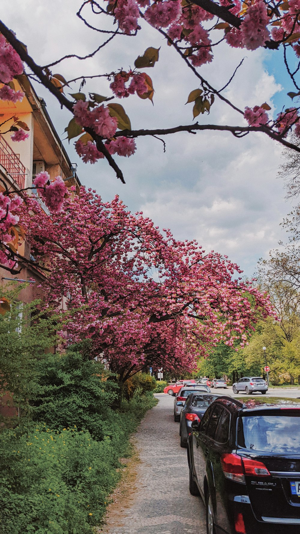 a street with cars and trees on the side