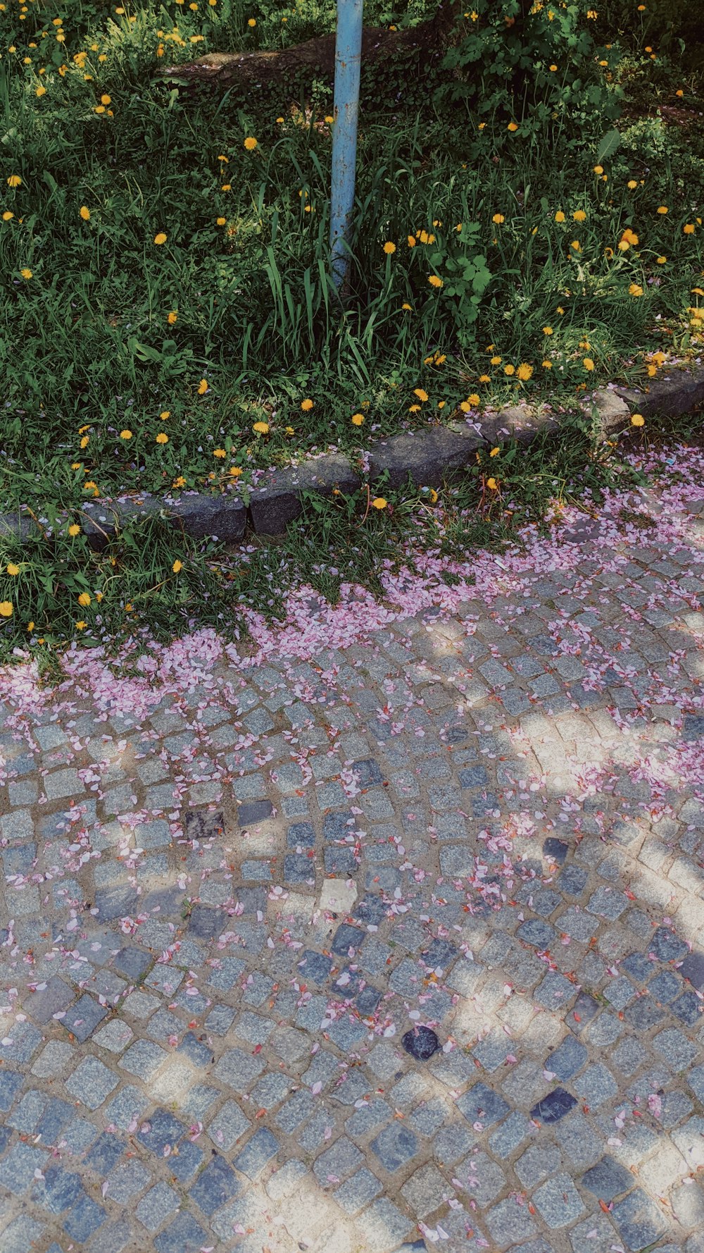 a stone path with plants and flowers