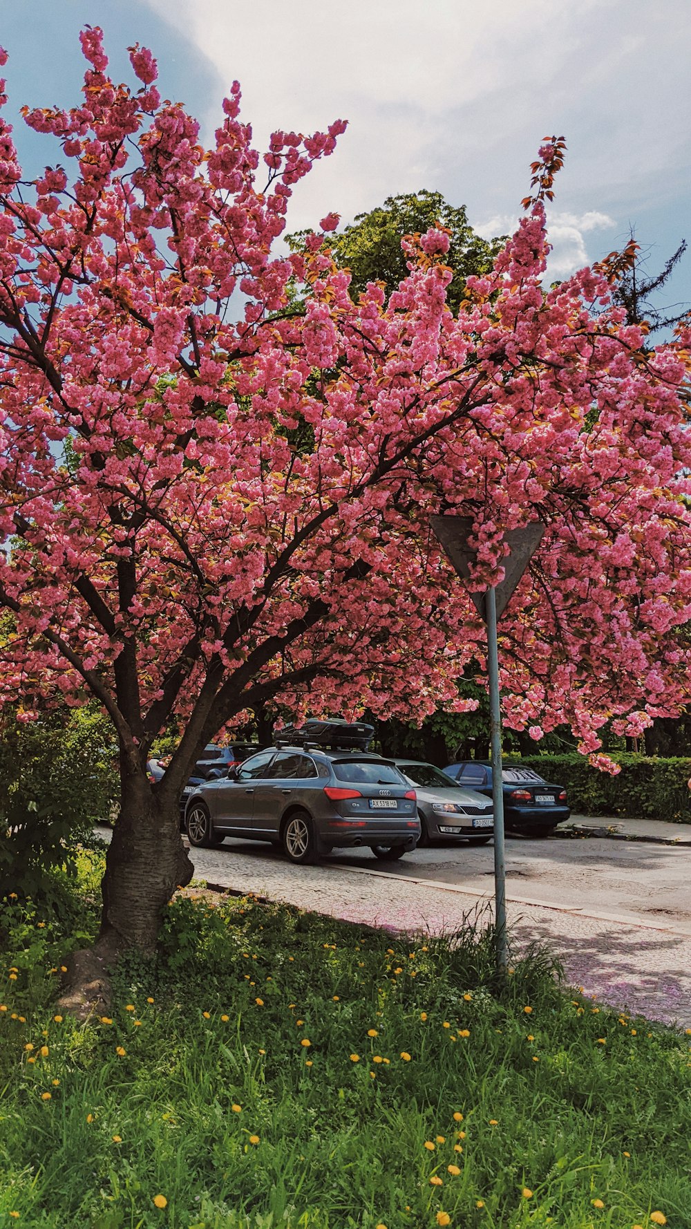 uma árvore com flores cor-de-rosa
