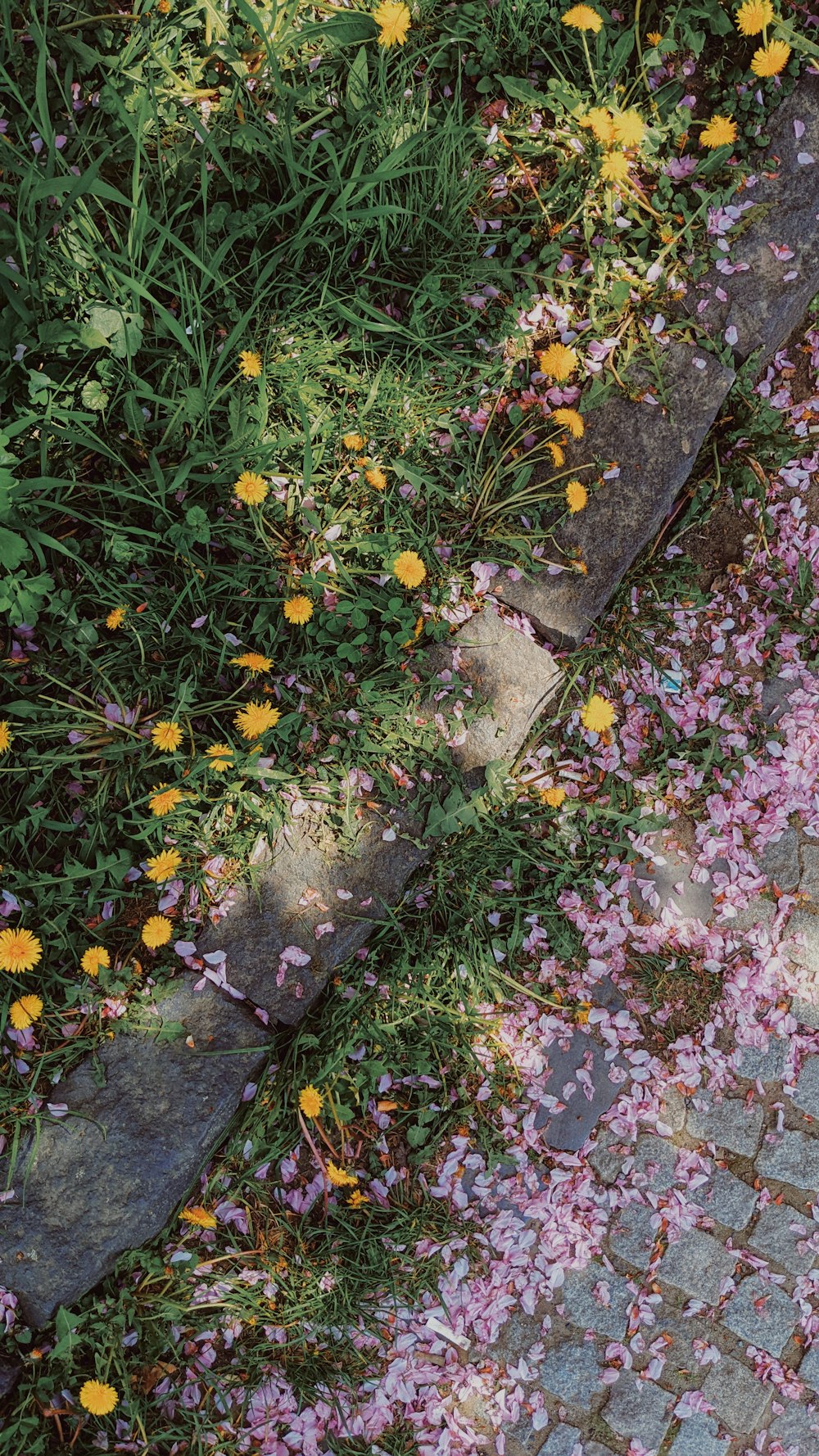 a small garden with yellow flowers