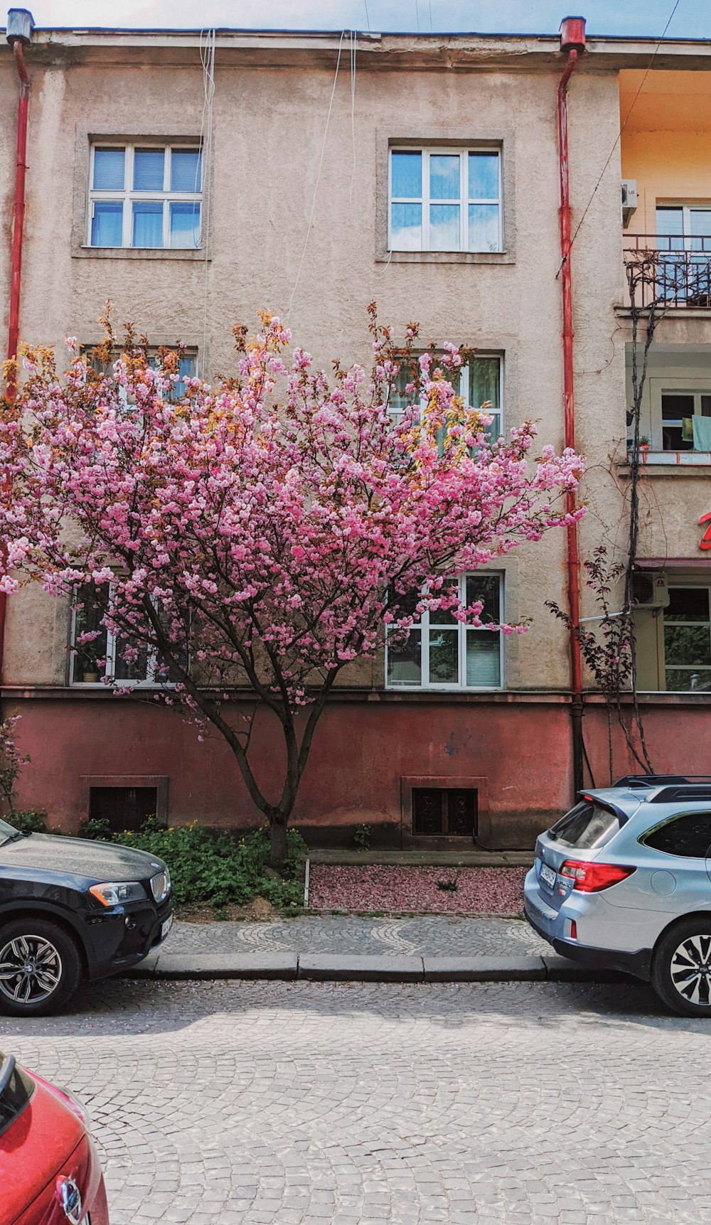 a tree with pink flowers in front of a building