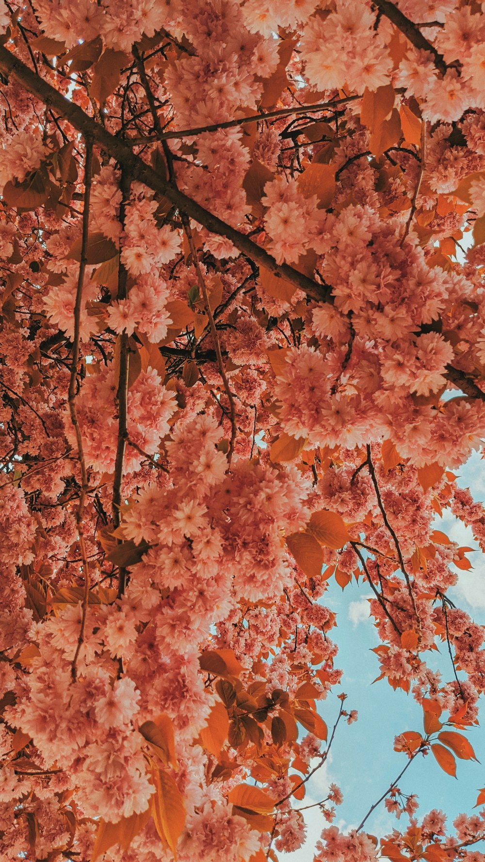 a tree with pink flowers