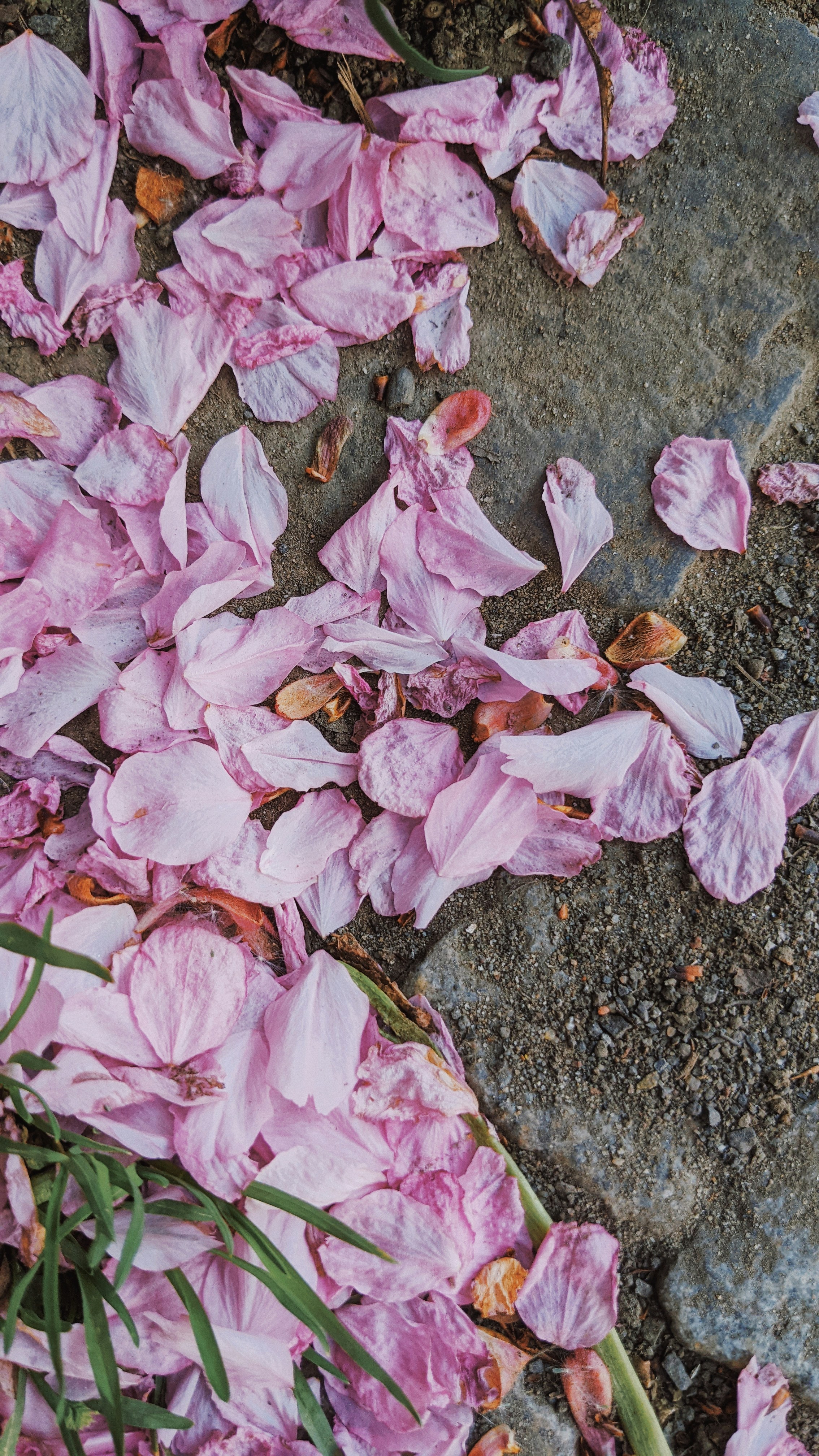 Choose from a curated selection of flower backgrounds. Always free on Unsplash.