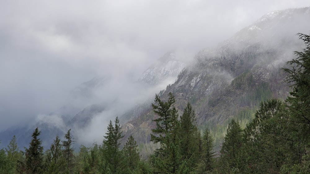 a forest in the mountains